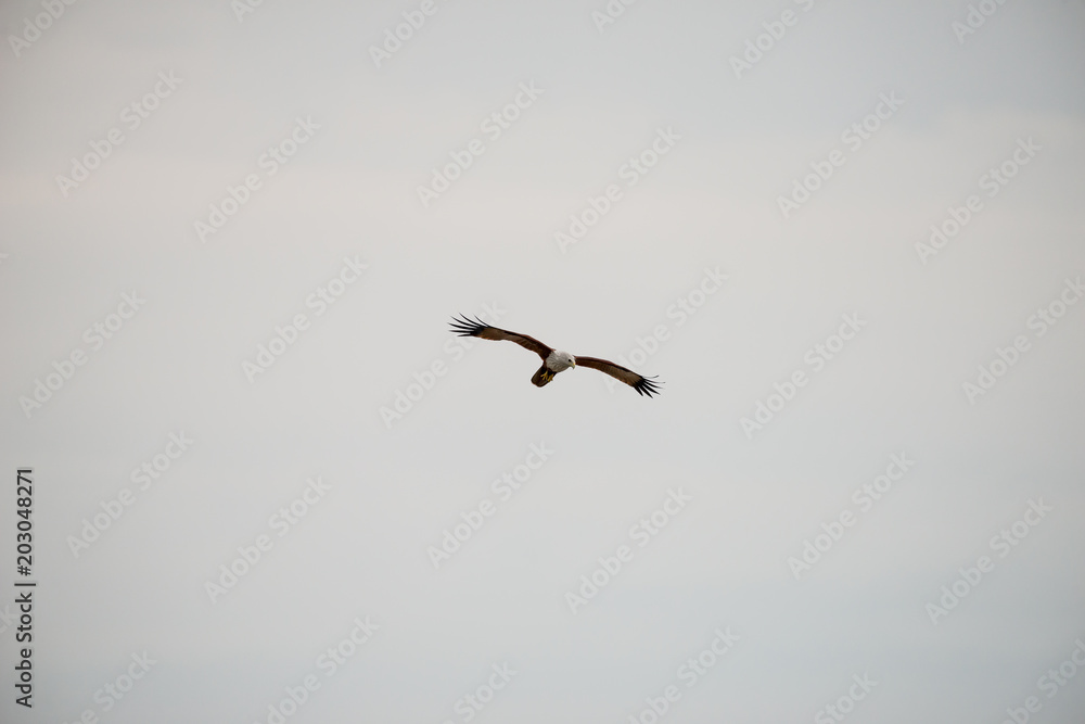 Obraz premium flying Brahminy Kite at Bangpu Recreation Center; Samut Prakan; Thailand