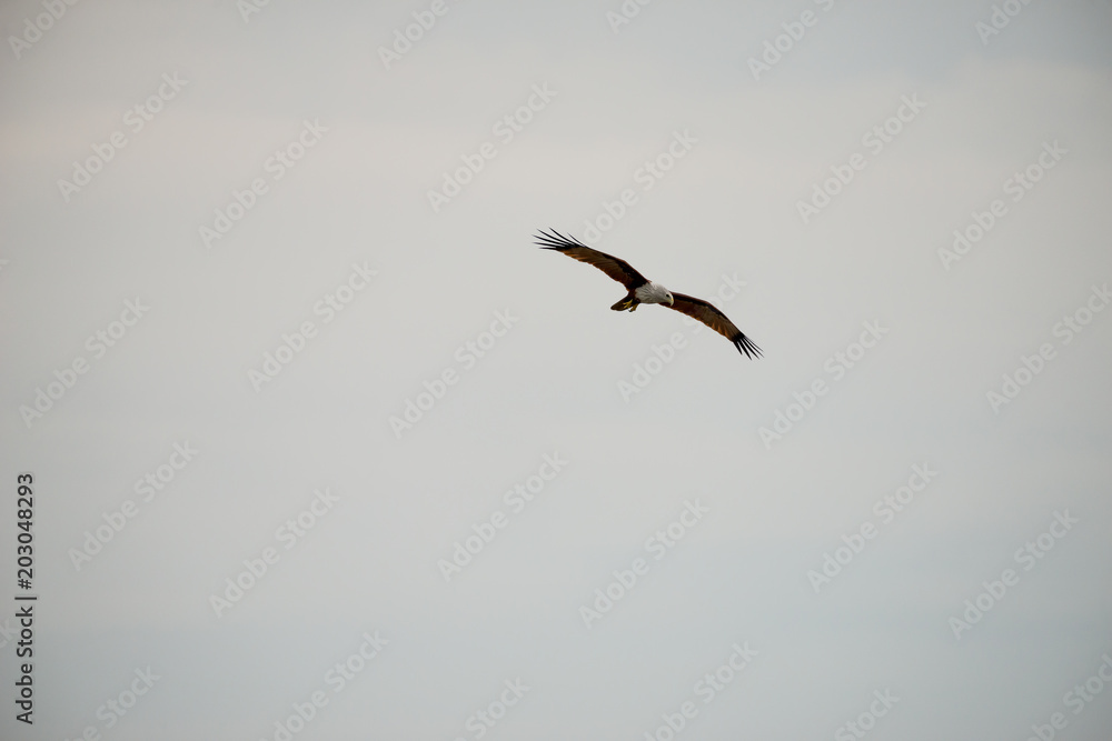 flying Brahminy Kite at Bangpu Recreation Center; Samut Prakan; Thailand