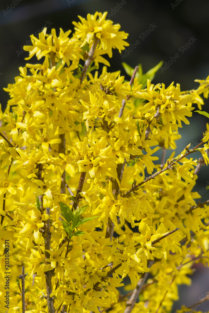 Shrub The golden rain in full bloom. Shrub The golden rain in full bloom.