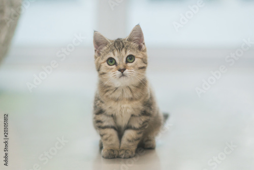 cute kitten sitting and looking at camera
