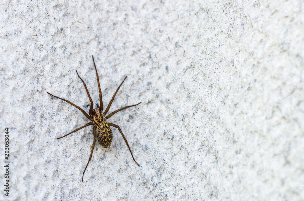 brown scary spider predator insect on a light background in the wild, close-up beautiful spooky spider brown scary spider predator insect on a light background in the wild, close-up beautiful spooky spider