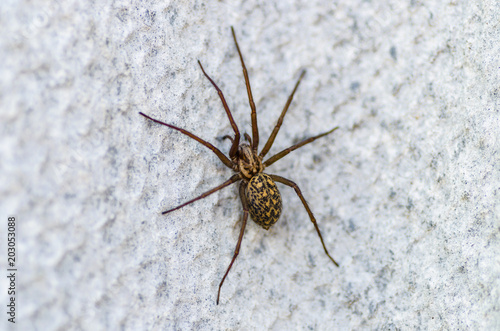brown scary spider predator insect on a light background in the wild, close-up beautiful spooky spider