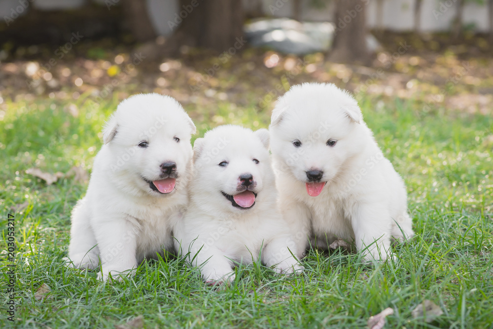 Group of white siberian husky puppies sitting on grass Group of white siberian husky puppies sitting on grass