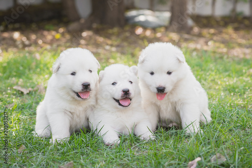 Group of white siberian husky puppies sitting on grass © lalalululala