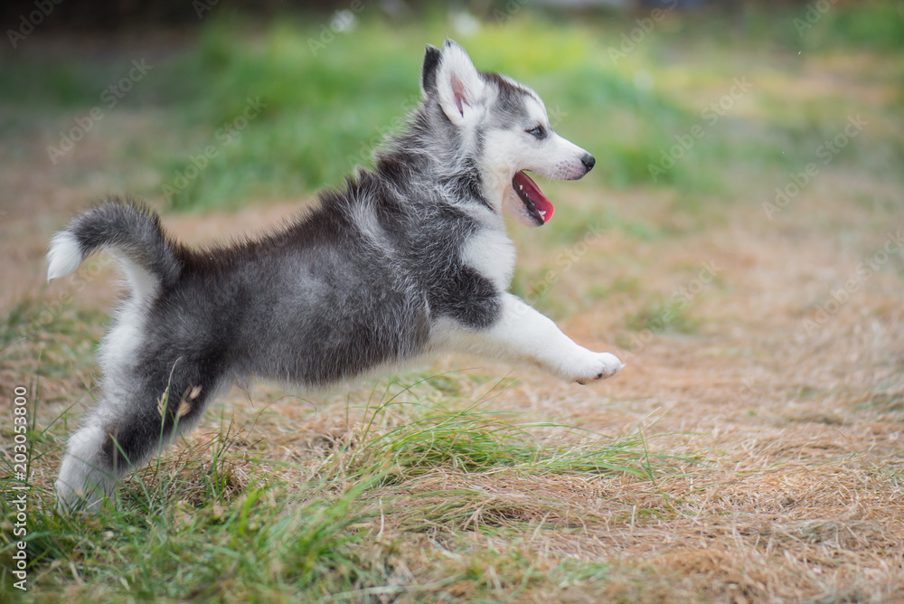 siberian husky puppy jumping on the grass