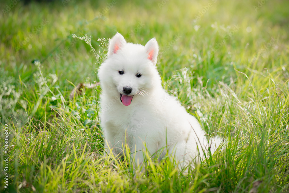 White siberian husky puppy on grass
