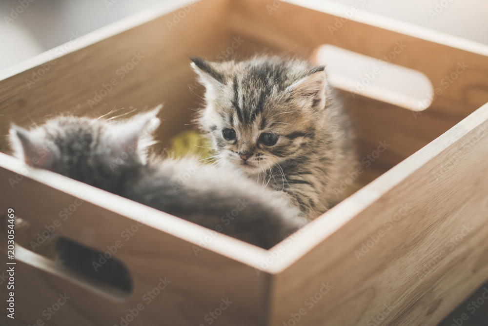 Two Cute kittens playig in a wooden box under sunlight Two Cute kittens playig in a wooden box under sunlight