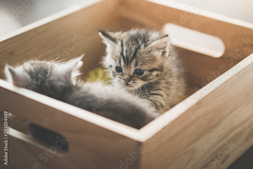 Two Cute kittens playig in a wooden box under sunlight © lalalululala