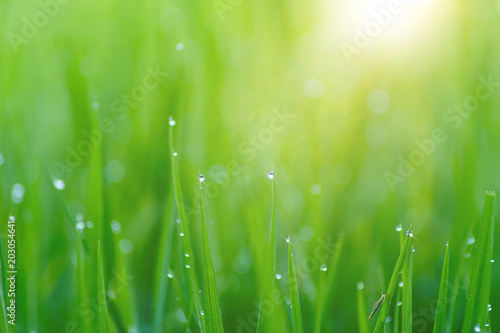 Green leaf of rice plant in rice field