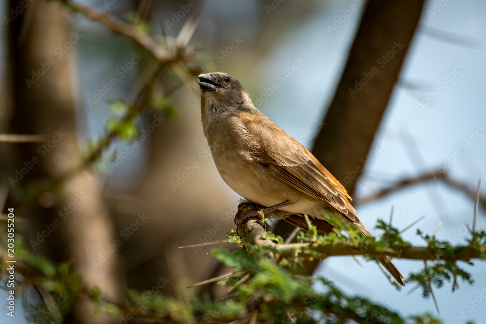 Grey-capped social weaver bird on thorny branch Grey-capped social weaver bird on thorny branch