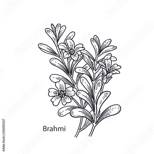Medical plant Brahmi.