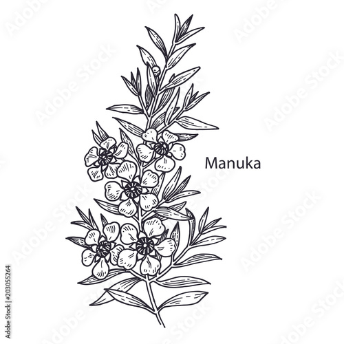 Medical plant Manuka.