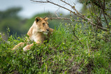 Lioness lying on grassy mound looking right