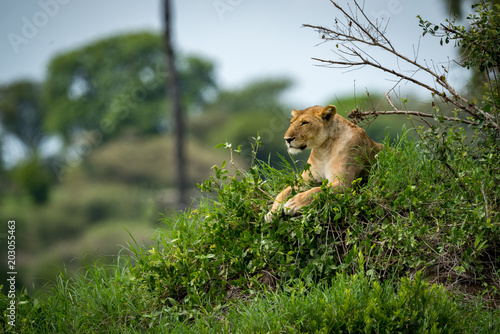 Fototapeta Naklejka Na Ścianę i Meble -  Lioness lying on grassy mound looking left