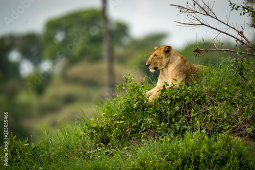 Fototapeta Naklejka Na Ścianę i Meble -  Lioness lying on grassy mound in profile