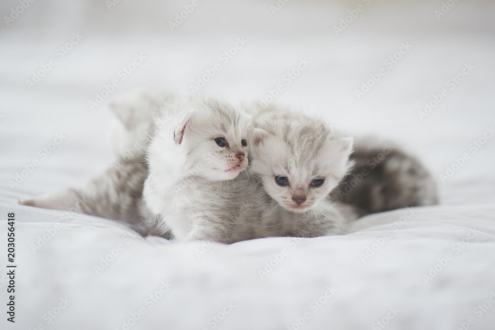  kittens sleeping on white bed