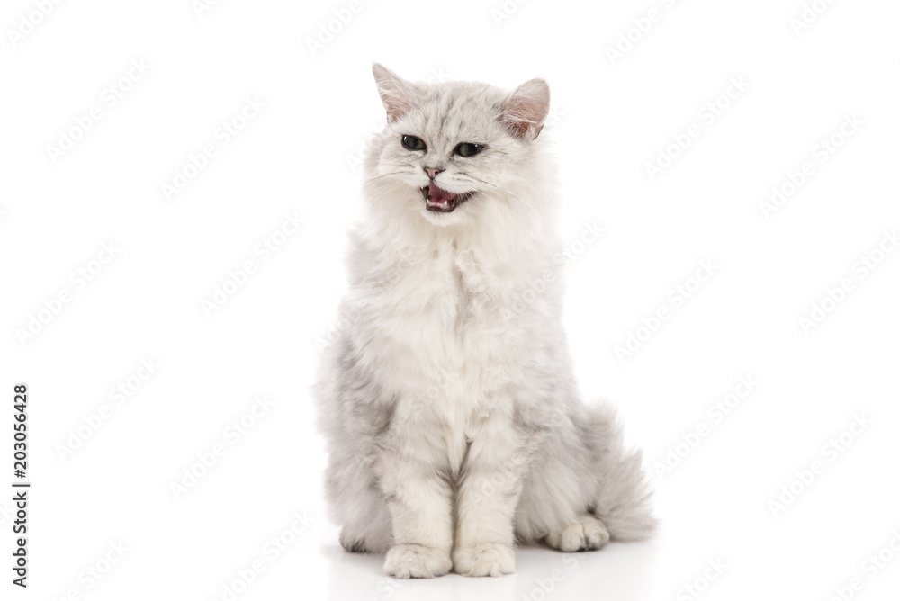 Tabby cat lying and looking on white background