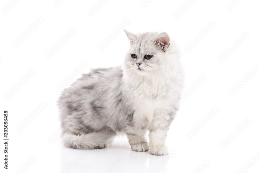 Tabby cat lying and looking on white background