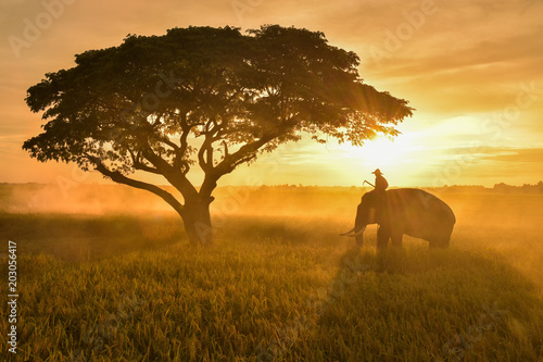 Asian farmers harvest rice in rice fields with Thai elephants in the sky  sunlight  beautiful light from the sun.