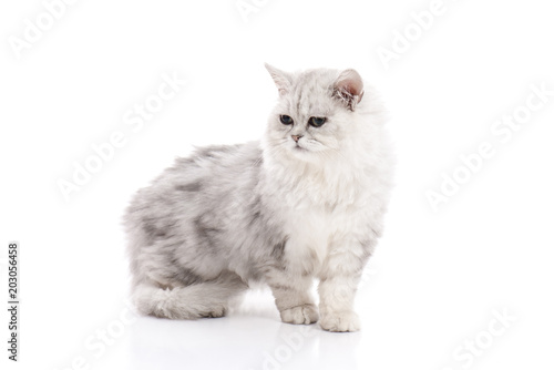 Tabby cat lying and looking on white background