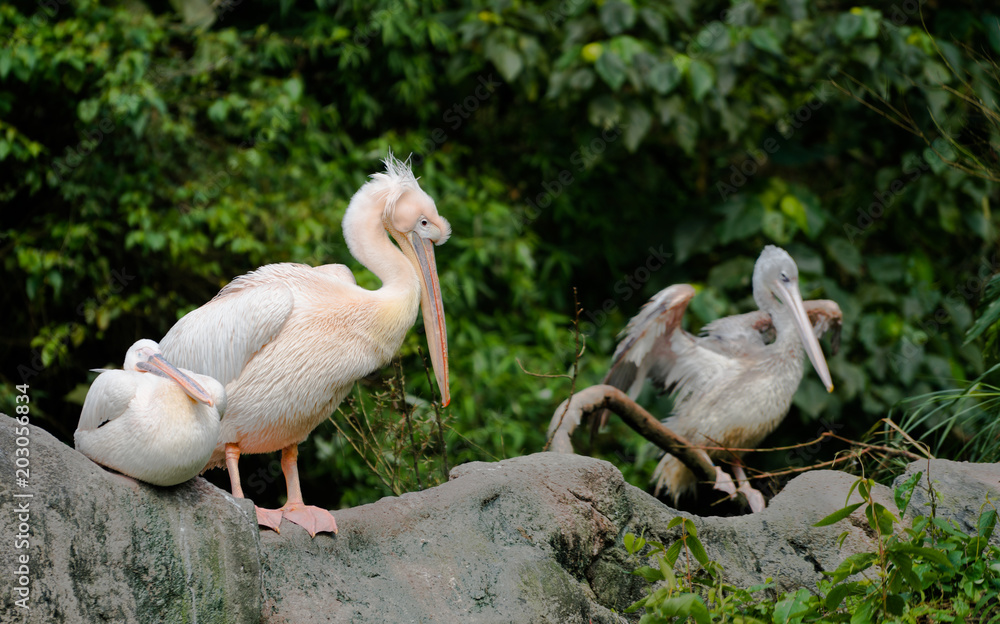 Several Great eastern white pelican bird Several Great eastern white pelican bird