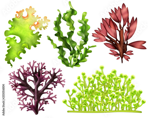 Realistic Sea Weeds Food Set