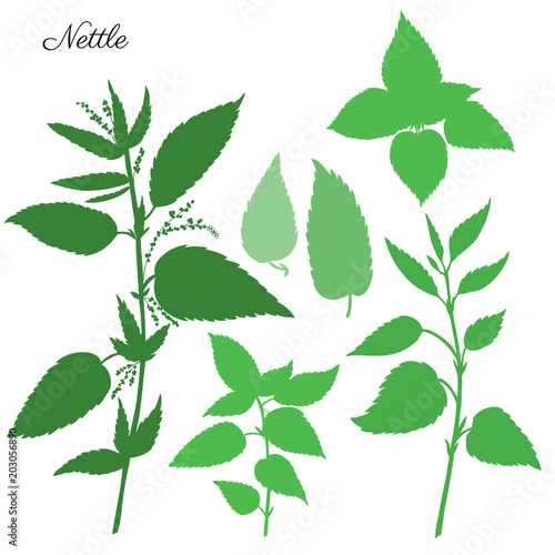Nettle wild field flower isolated on white background botanical hand drawn vector illustration, Urtica dioica silhouette for design package tea, organic cosmetic, natural medicine, greeting card