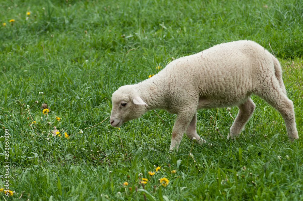 portrait of lamb grazing in a meadow portrait of lamb grazing in a meadow