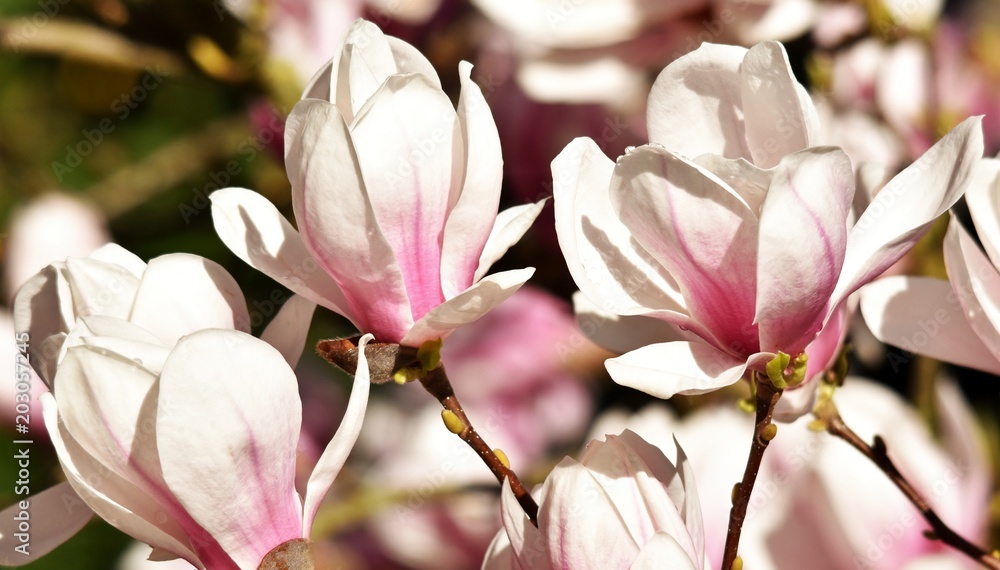 Close up of beautiful pink and white Alexandrina Magnolia blossom Close up of beautiful pink and white Alexandrina Magnolia blossom