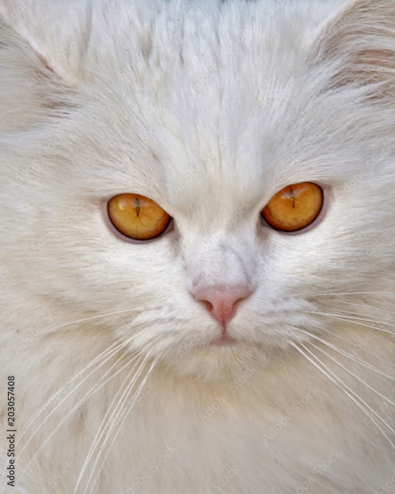 Close up of the Face of a white cat with yellow eyes Close up of the Face of a white cat with yellow eyes