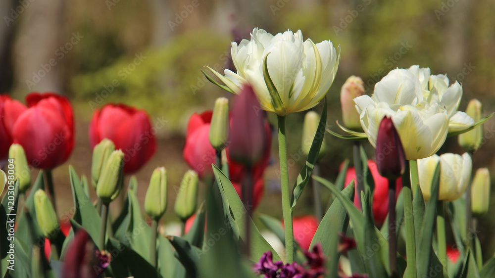 Obraz premium Tulips Bloom. Panicles And Blooming Tulips