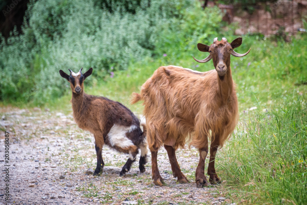 Curious goat and her kid on a trekking path in Crete, Greece