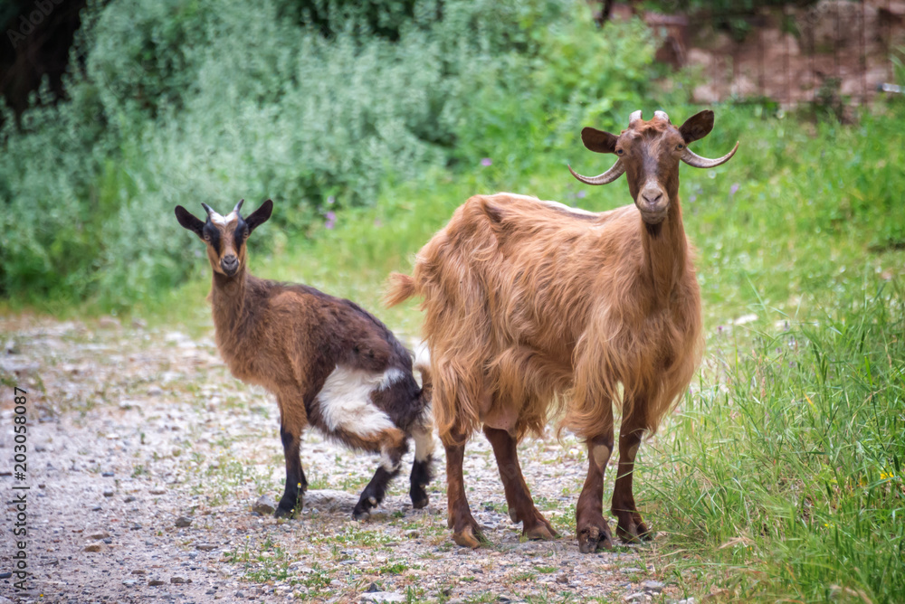 Curious goat and her kid on a trekking path in Crete, Greece Curious goat and her kid on a trekking path in Crete, Greece