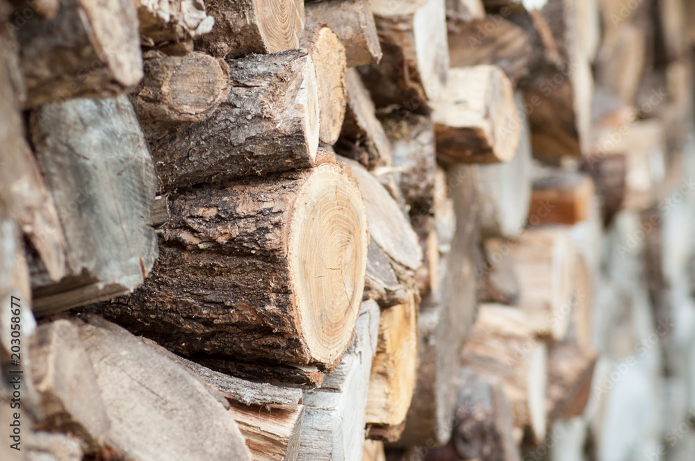closeup of birch trunk cutted for firewood closeup of birch trunk cutted for firewood