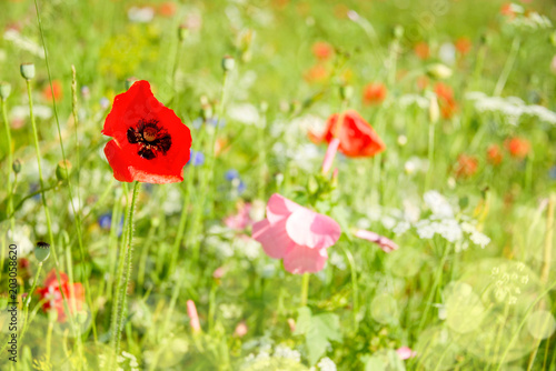 Close up of poppies and wild flowers in a field