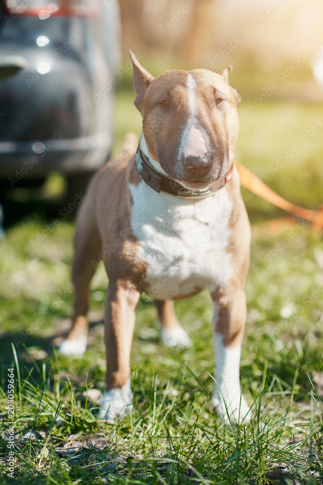 sad dog standing outdoors sad dog standing outdoors