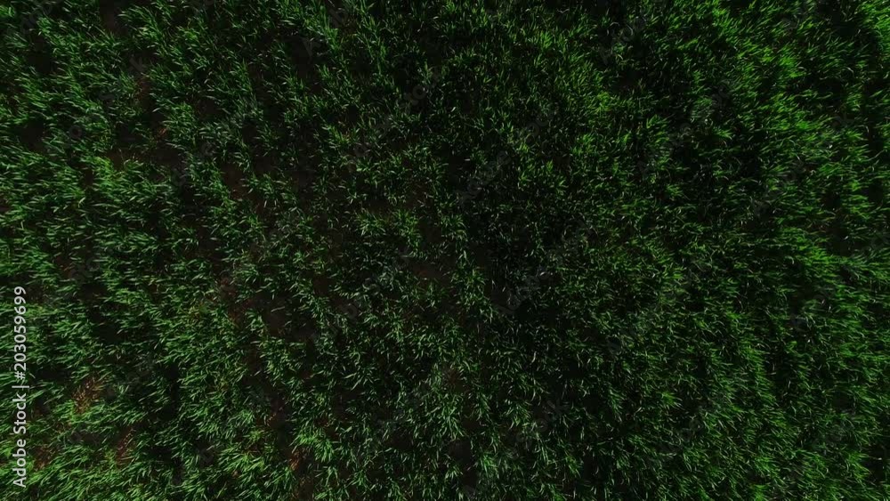 Aerial views of green fields Aerial views of green fields