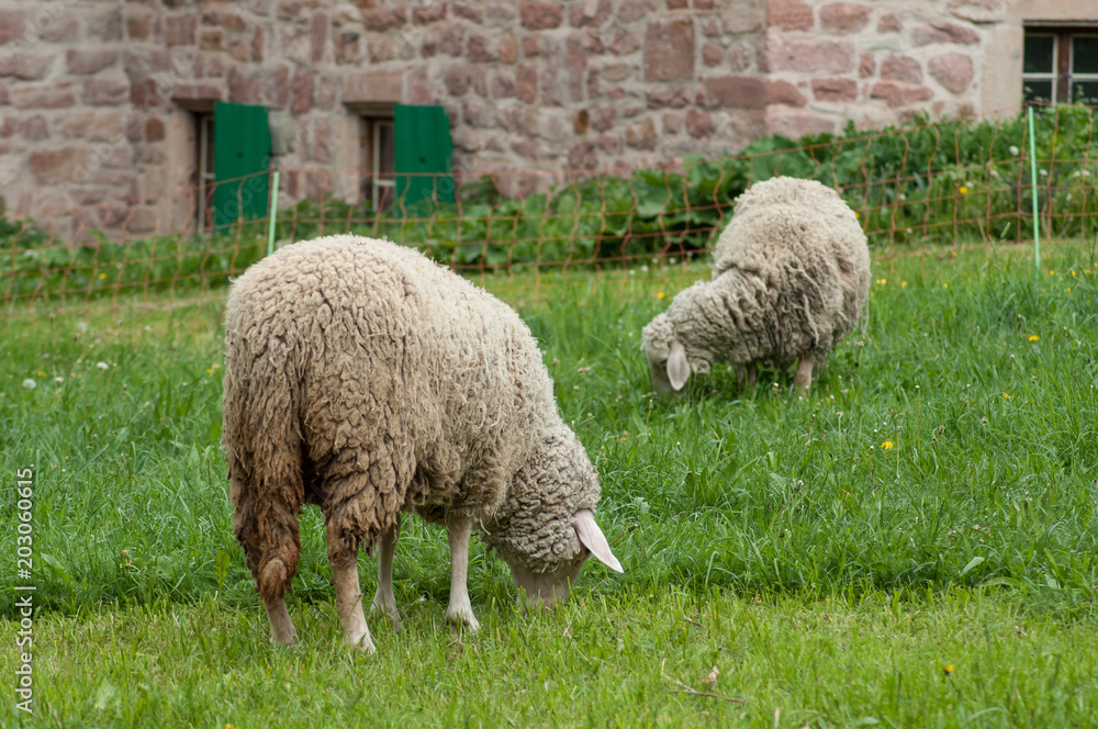 Obraz premium portrait of sheep grazing in a meadow