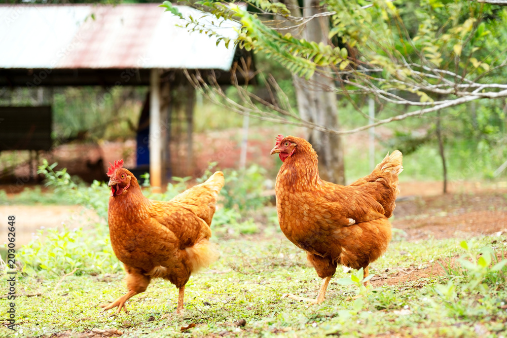Fototapeta premium Chicken in a traditional farming farm . outdoor .