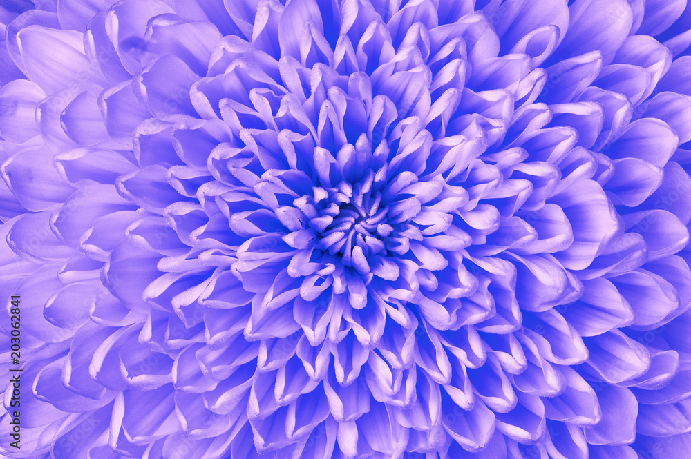 Chrysanthemum blue  lilac closeup. Macro. It can be used in website design and printing. Also good for designers.