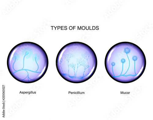 types of mold photo
