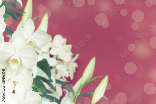 Fototapeta Naklejka Na Ścianę i Meble -  White Orchid lily on red background.