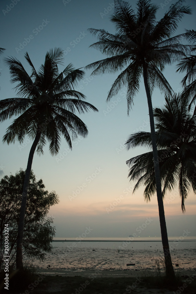 Palms and sandy beach at seaside Palms and sandy beach at seaside