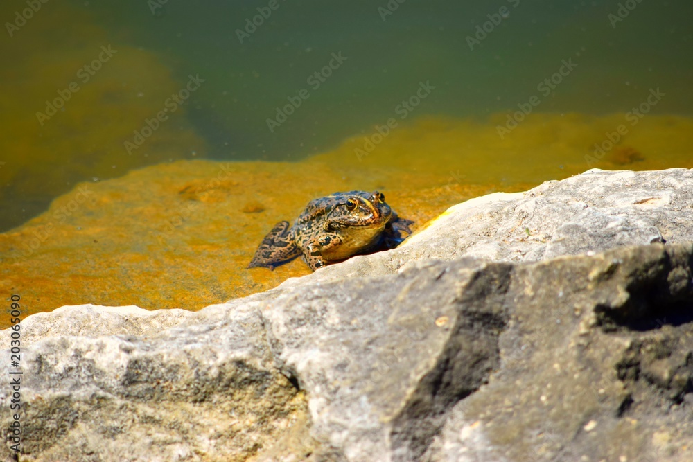 Fototapeta premium frog