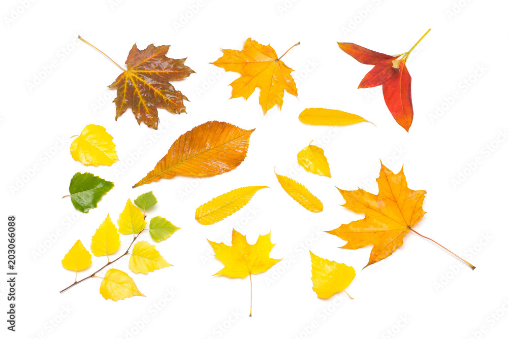 Autumn collection of yellow and red leaves birch, maple, rowan and viburnum isolated on white background. Flat lay, top view Autumn collection of yellow and red leaves birch, maple, rowan and viburnum isolated on white background. Flat lay, top view