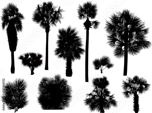 eleven palm silhouettes isolated on white