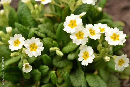 White spring flowers with green leaves in the spring garden.