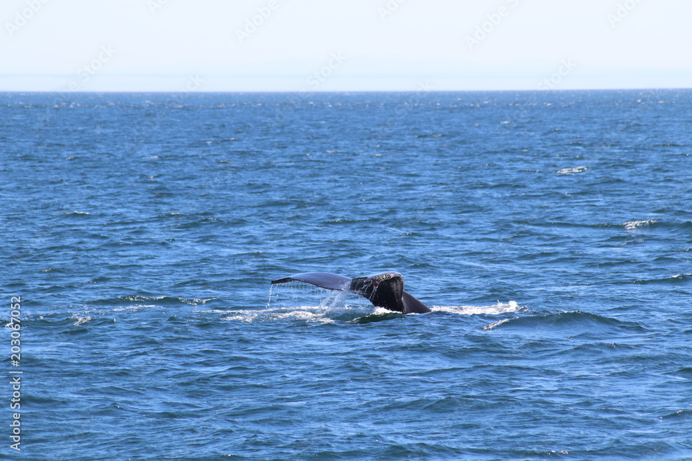 Obraz premium Buckelwal Flosse