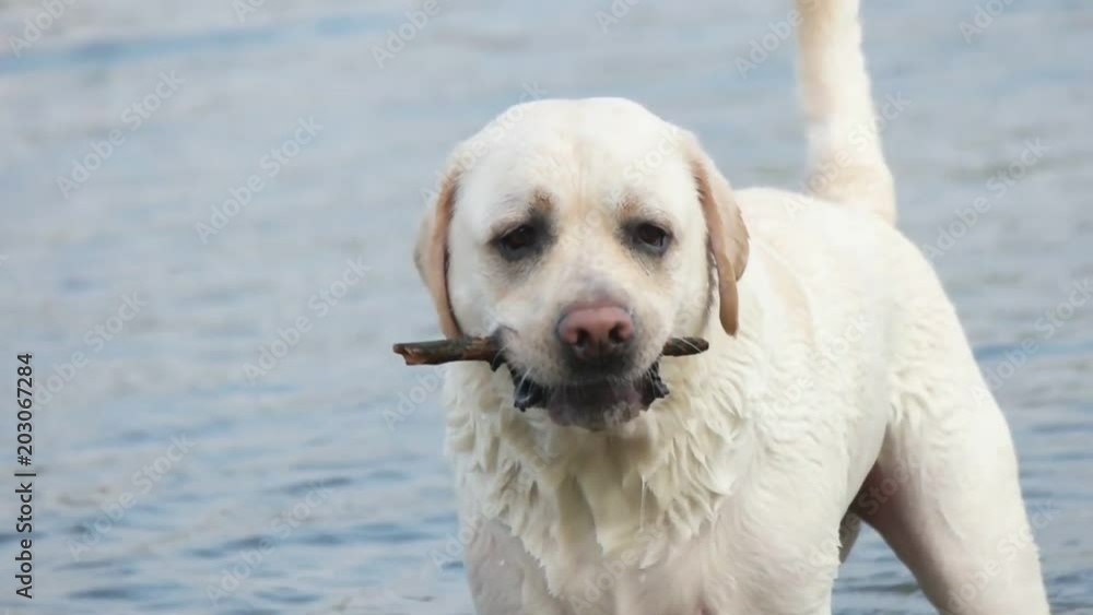 nice labrador and stick, slow motion nice labrador and stick, slow motion