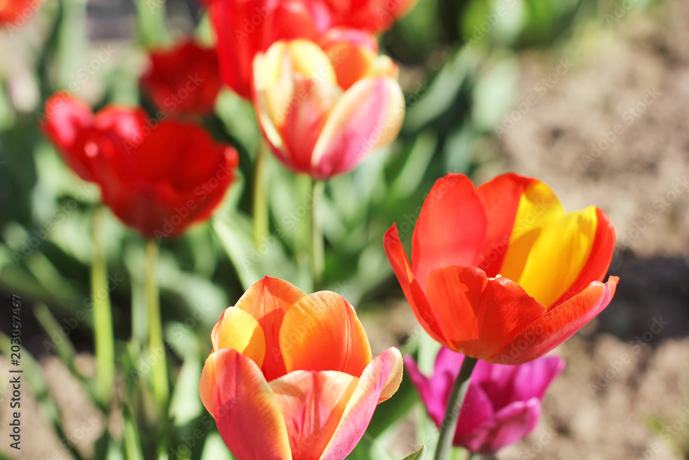 Naklejka premium Tulips. Flowers in the garden
